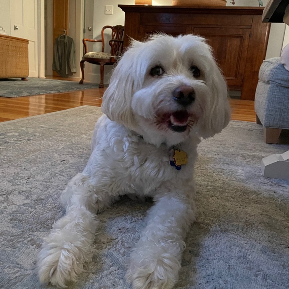 Meet your Posher, Carolyn